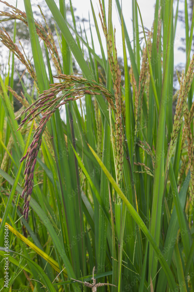 Fototapeta premium Organic Riceberry