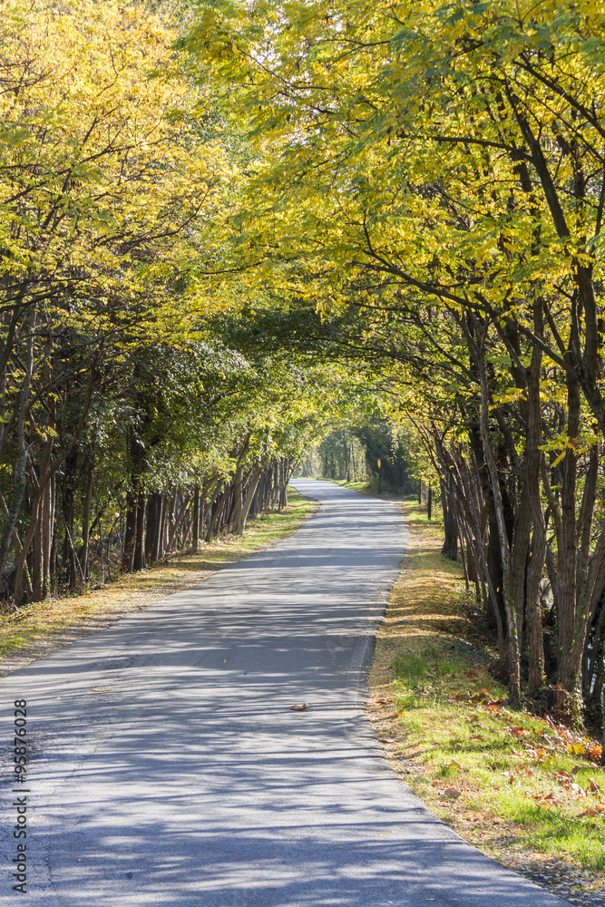 Naklejka premium road in the forest in autumn
