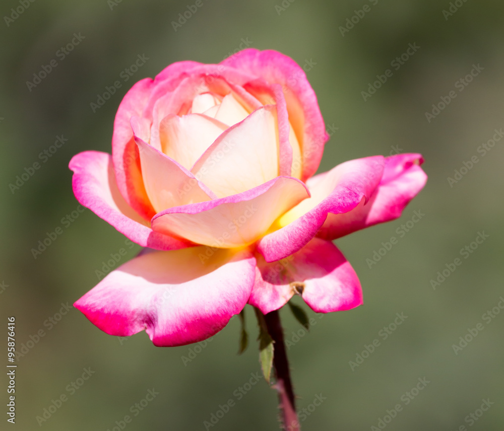 Light red rose with buds on a background of a green bush
