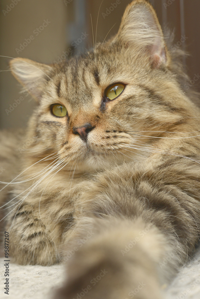 close-up of domestic cat portrait