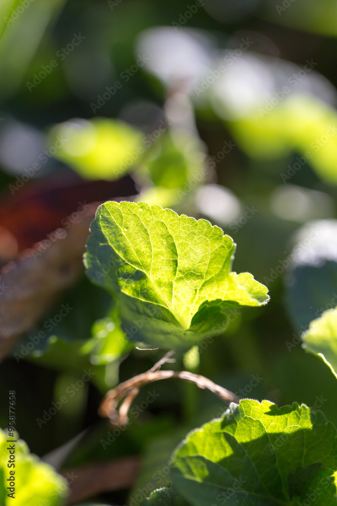 Obraz premium leaves of grass at dawn