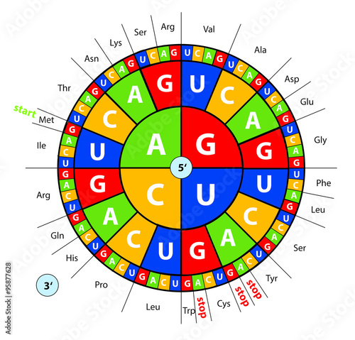 genetischer Code mit der Code-Sonne