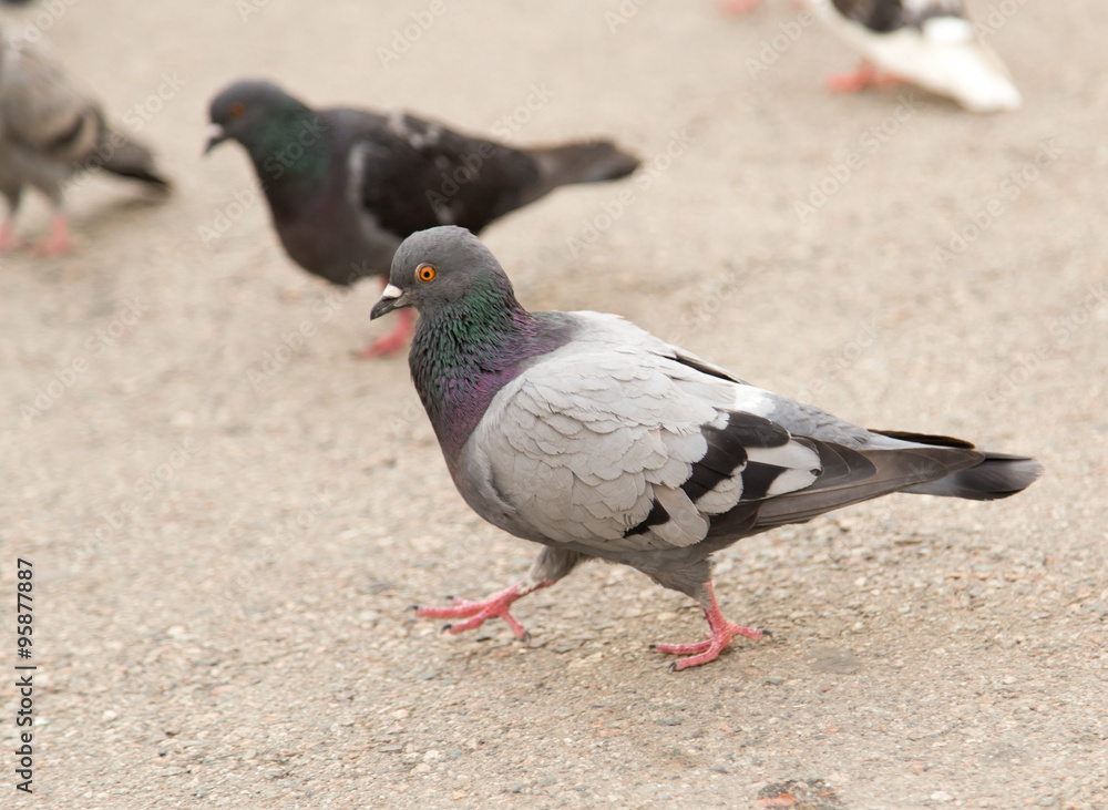 Obraz premium dove on the road