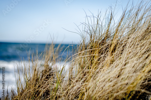 Gras mit Meer im Hintergrund