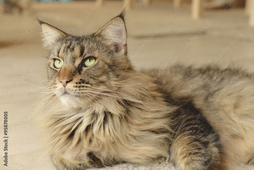 close-up of domestic cat portrait