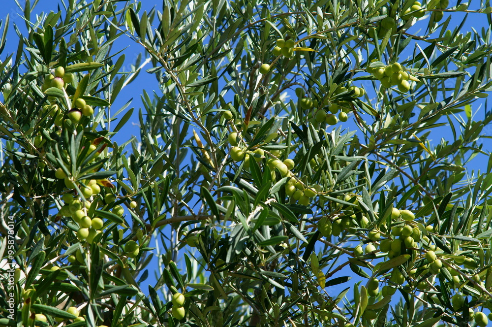 Olive verdi appese sull'albero Olive verdi appese sull'albero