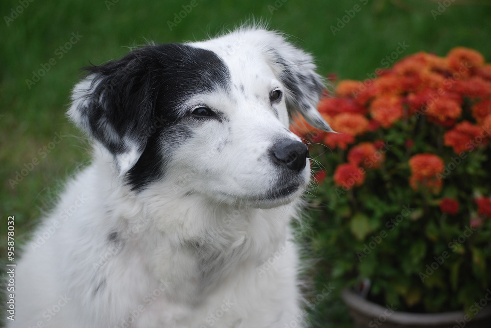 Annie in Autumn