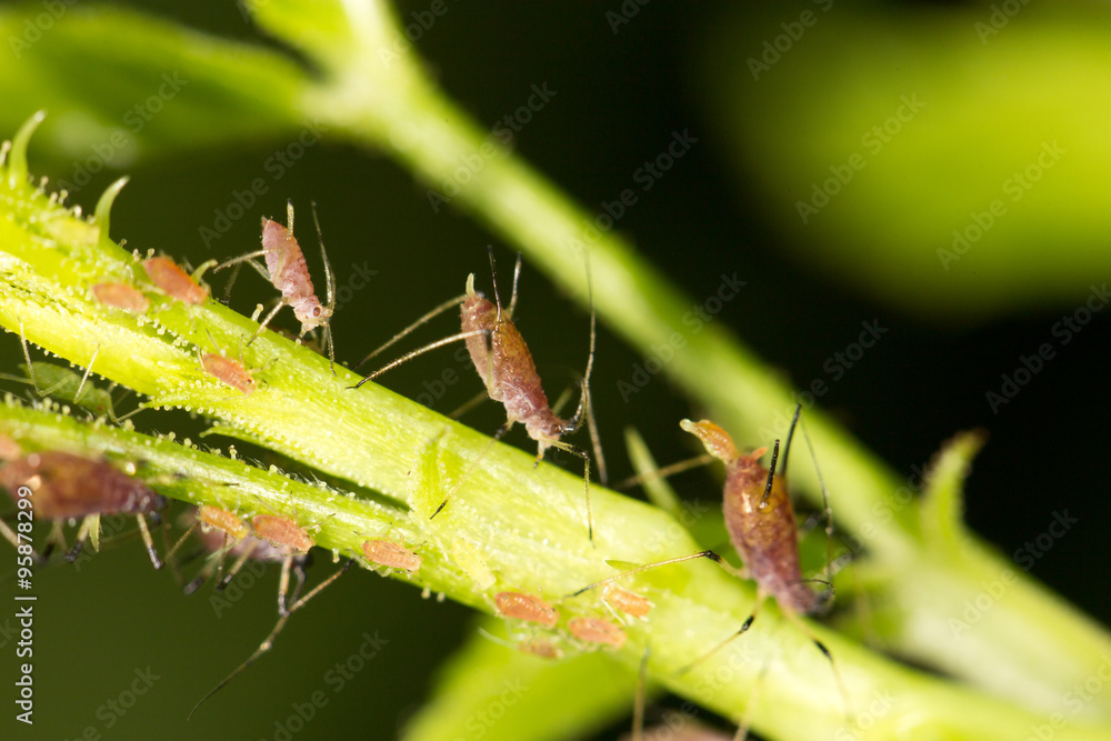 aphids on the plant. close aphids on the plant. close