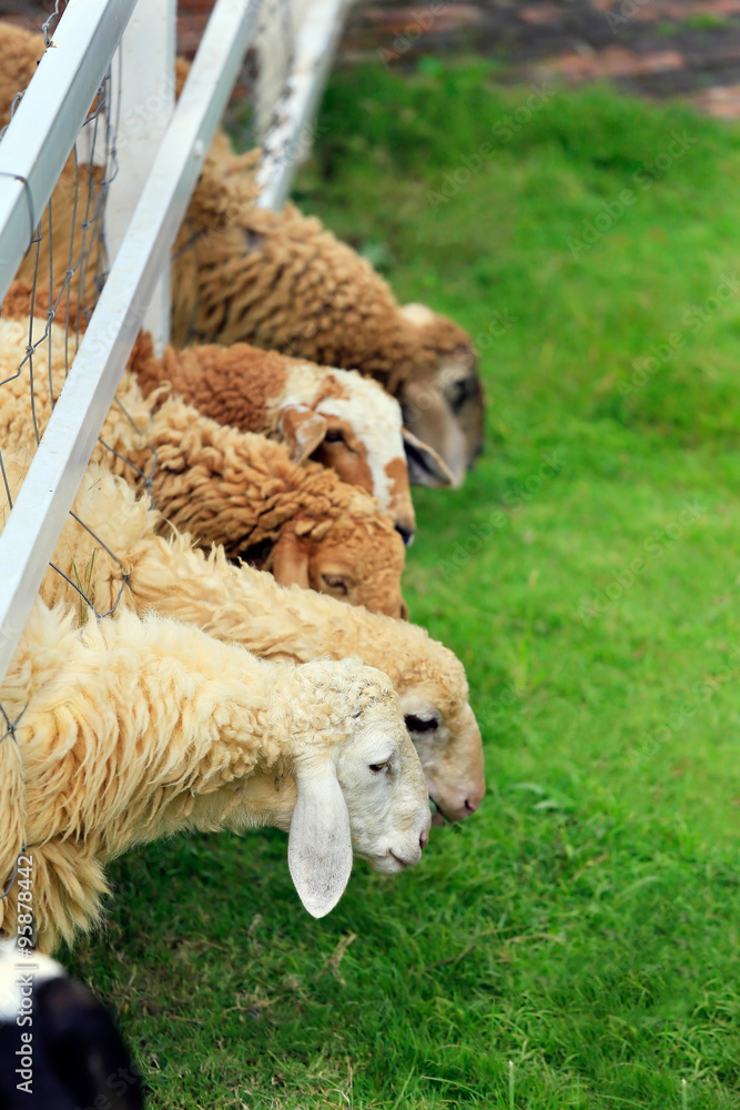 Sheep forage in sunny summer pasture Sheep forage in sunny summer pasture