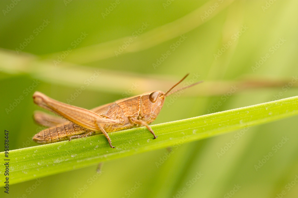 grasshopper in nature. close grasshopper in nature. close