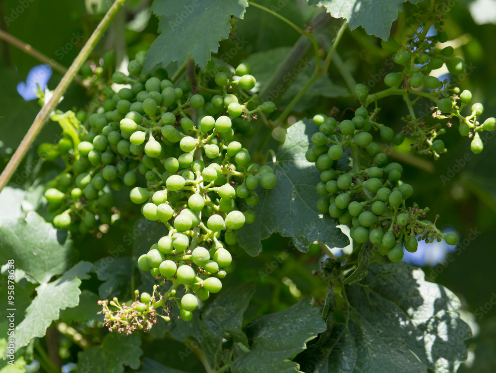Young bunch of grapes in nature Young bunch of grapes in nature