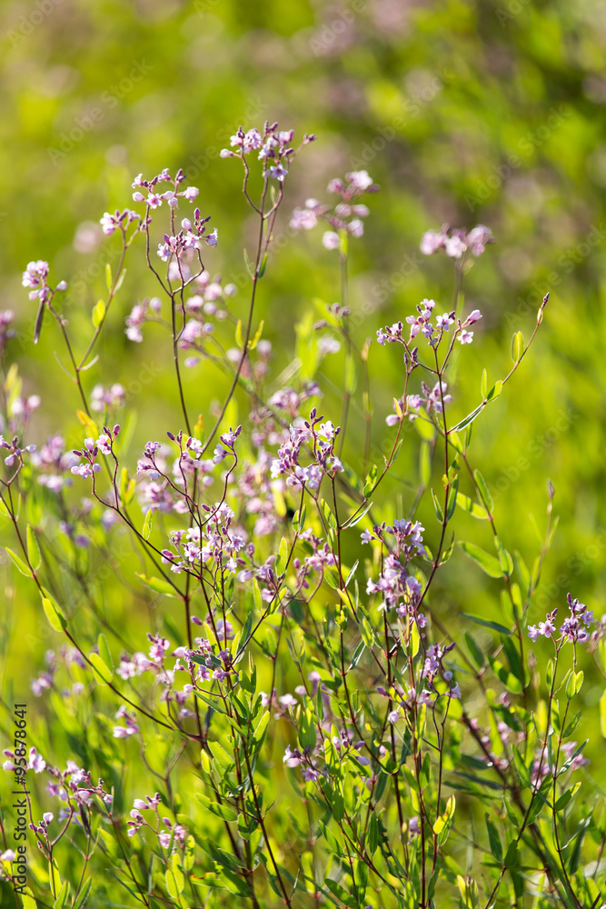 Beautiful little flowers in nature Beautiful little flowers in nature