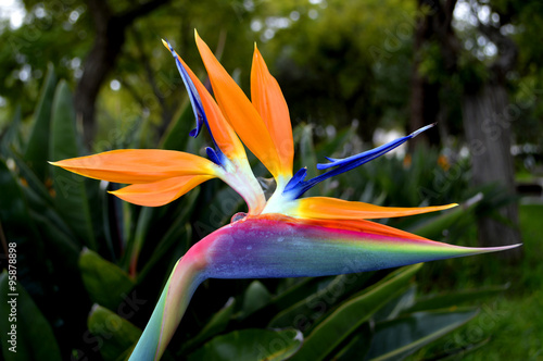 Valokuva Bird of paradise Latin name Strelitzia reginae