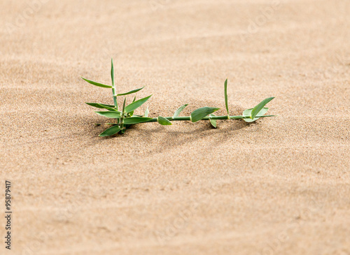 a plant in the sand in the desert