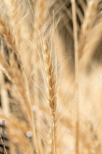 wheat ears as background