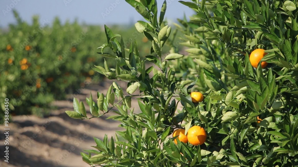 Mandarin orange tree with ripe citrus fruits. Citrus plantation in Spain Mandarin orange tree with ripe citrus fruits. Citrus plantation in Spain