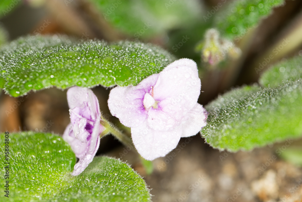 Fototapeta premium beautiful violet flower. macro
