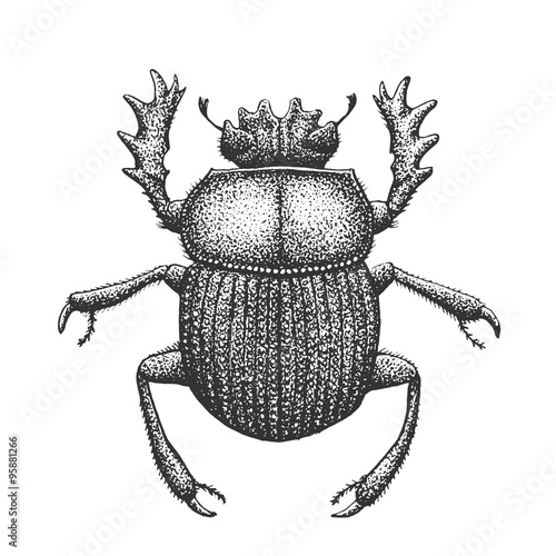 Scarab Engraving Illustration