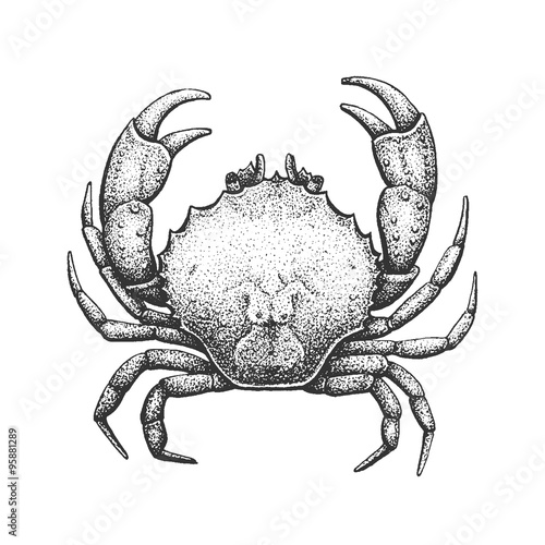 Crab Engraving Illustration