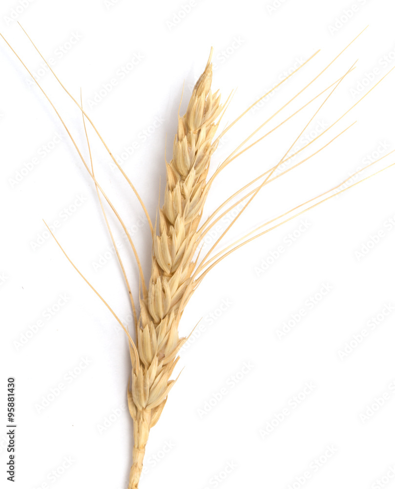 ear of wheat on a white background ear of wheat on a white background