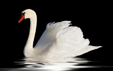 Acrylglasbilder Schwan Flauschiger weißer Schwan in Nahaufnahme  © Ludmila Smite