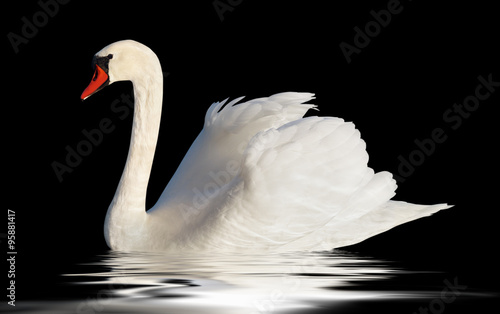 Fototapeta Naklejka Na Ścianę i Meble -  Fluffy white swan.