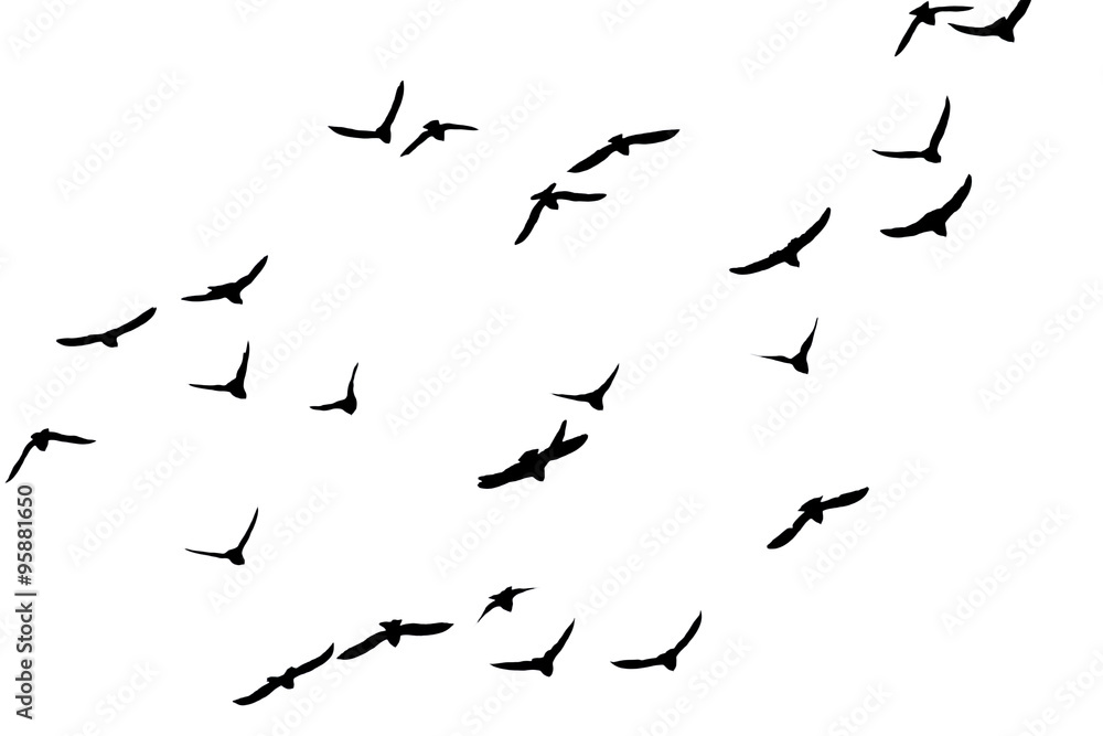silhouette of a flock of birds on a white background silhouette of a flock of birds on a white background