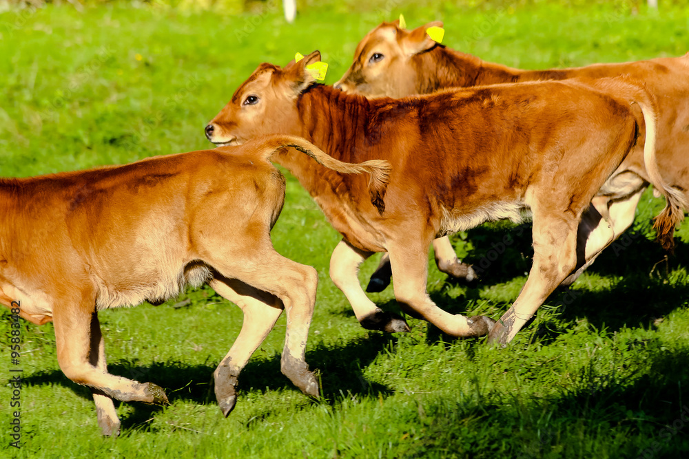 Fototapeta premium Young cows running over the field