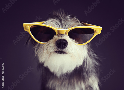 Dog in Glasses 2 © alekspali6