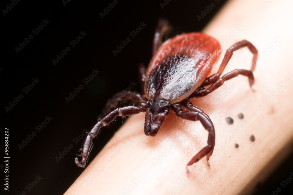 Close up Macro of Deer Tick Crawling on Straw Close up Macro of Deer Tick Crawling on Straw