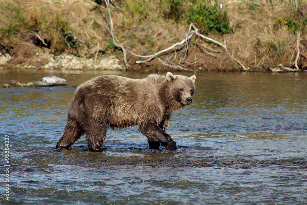 Obraz premium Grizzlybär