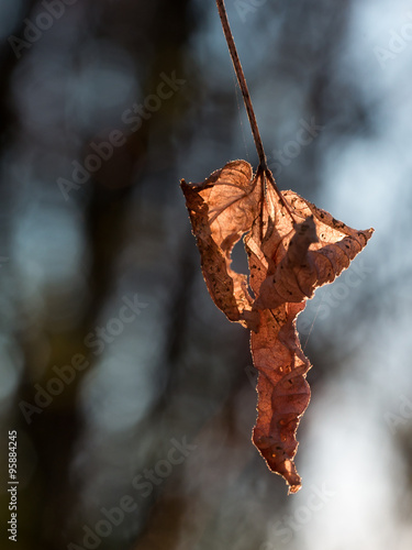 single Withered Brown Leaf is Lit by Sunset