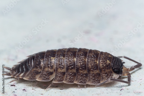 Portrait of a Rough Woodlouse