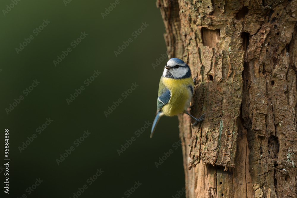 Fototapeta premium Blaumeise, Eurasian blue tit, Cyanistes caeruleus