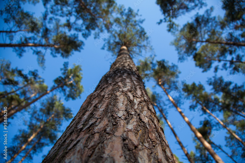 Pine on a background of blue sky. Pine on a background of blue sky.