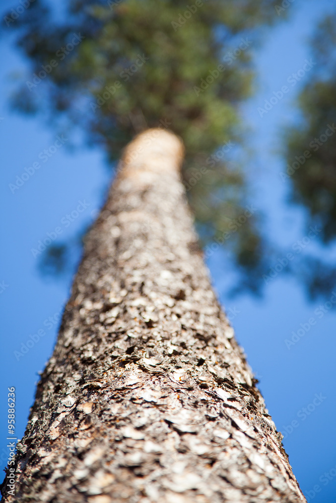 Pine on a background of blue sky. Pine on a background of blue sky.
