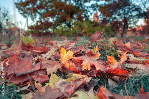 Fallen colorful maple leaves lying on the grass