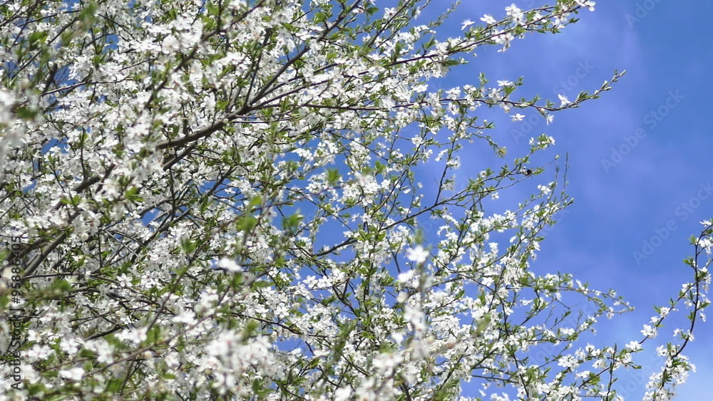 The branch of blossoming cherry sways in the wind The branch of blossoming cherry sways in the wind