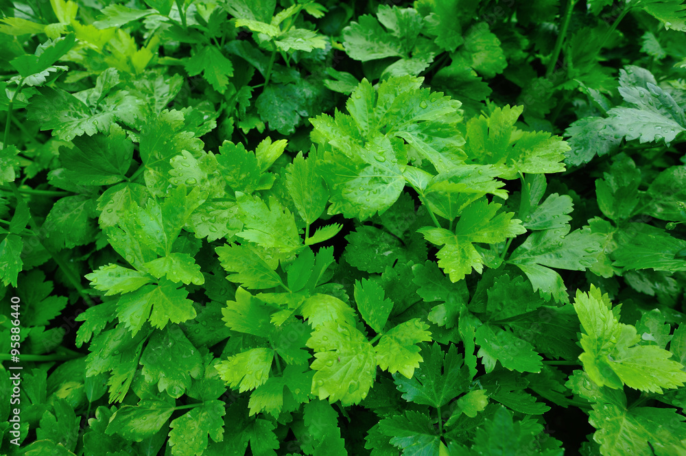 custom made wallpaper toronto digitalgreen celery plant in growth at vegetable garden