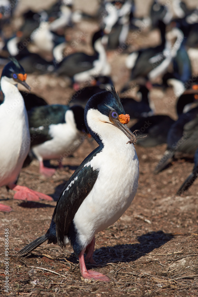 Fototapeta premium Imperial Shag (Phalacrocorax atriceps albiventer) in large colony on Bleaker Island on the Falkland Islands