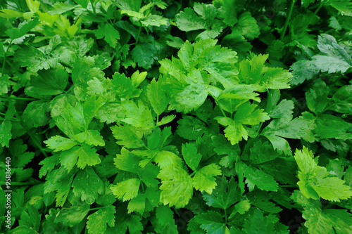 Wallpaper Mural green celery plant in growth at vegetable garden Torontodigital.ca