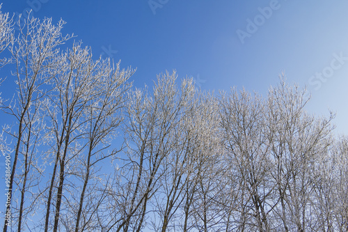 White winter wonderland with blue sky and row of trees. Wonderful cold xmas weather scene with winter forest trees and branches full of ice and snow. Copyspace. Part of cool series.