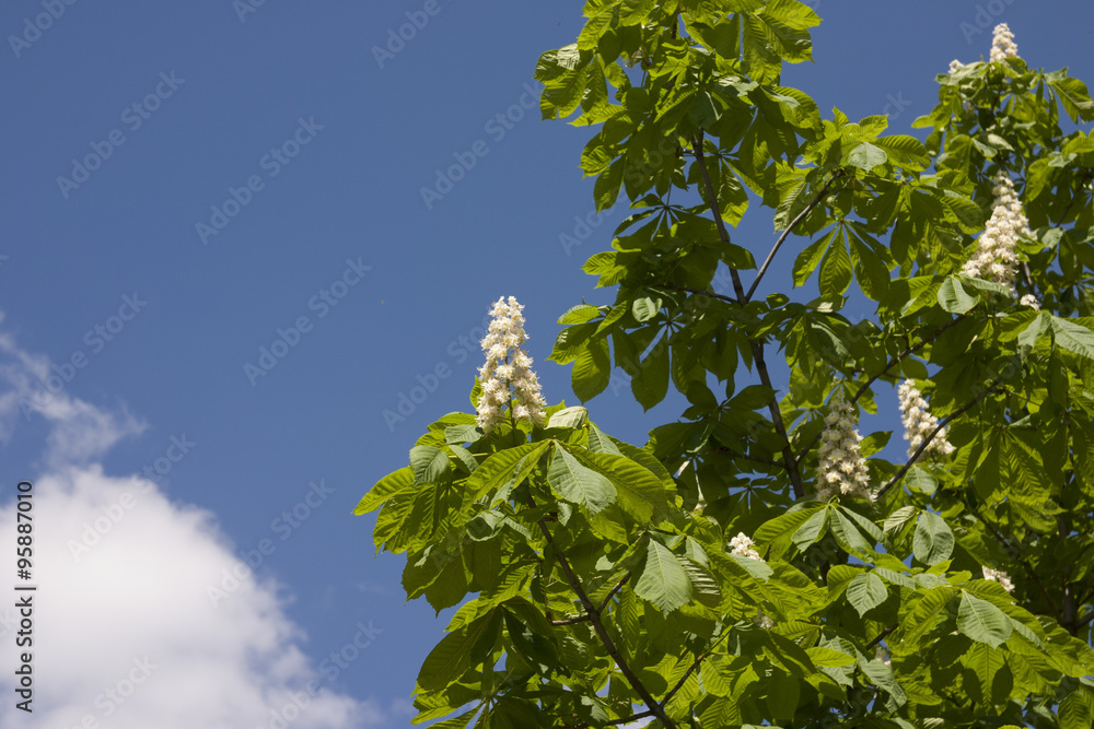 Fototapeta premium Blooming chestnut flowers against sky