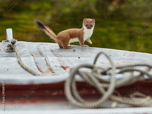 The ermine has climbed on a boat - Jack Londona's lake. The Maga