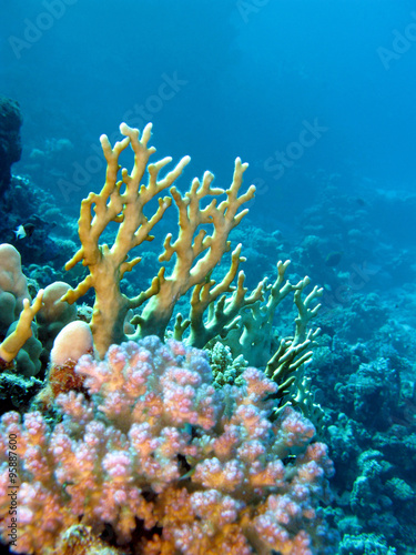 coral reef with fire and hard corals in troipical sea, underwater