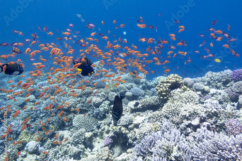 coral reef with shoal of exotic fishes anthias in tropical sea, underwater