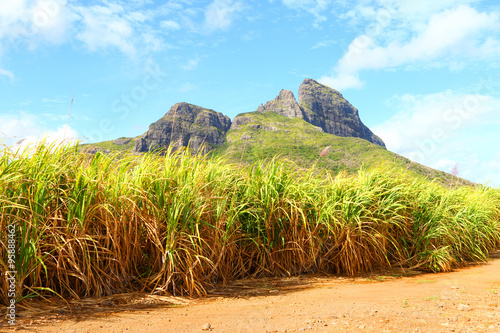 Field of sugar cane in mountains on Mauritius Island. Agriculture in tropical climate.