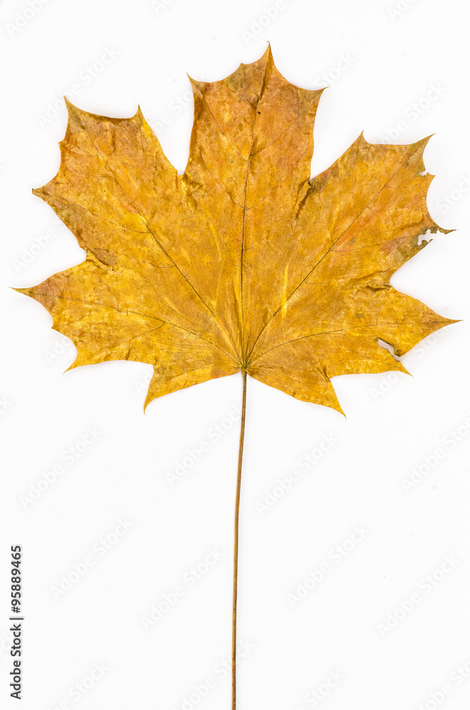 Obraz premium painted autumn leaf