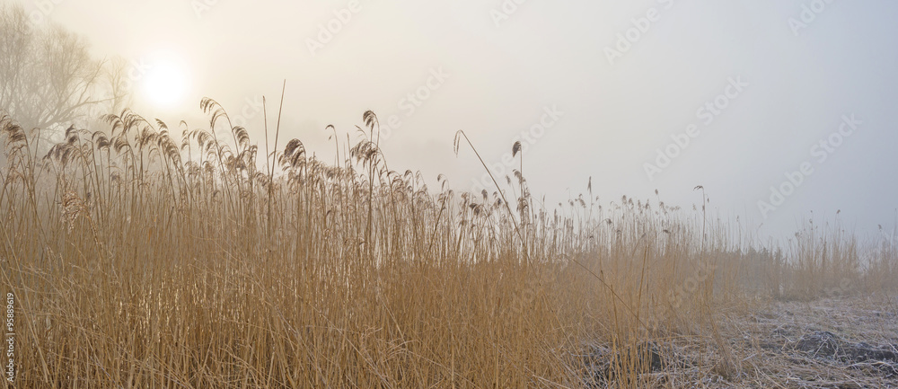 Obraz premium Shore of a foggy lake at dawn in winter