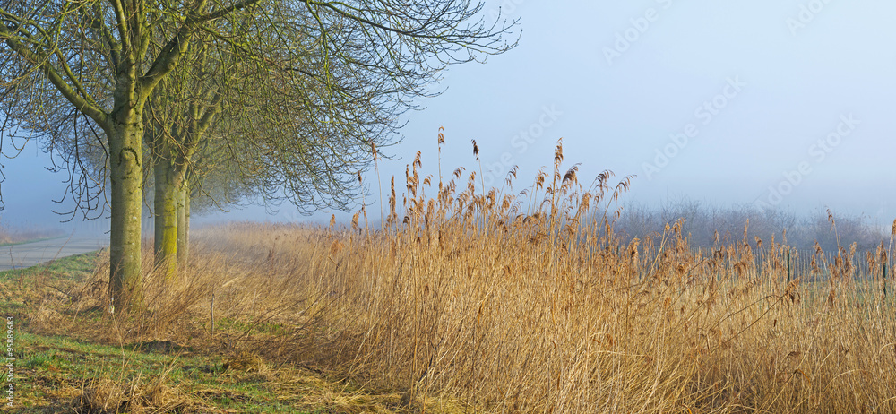 Fototapeta premium Foggy trees in winter
